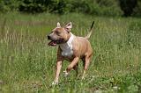 AMSTAFF ADULT 463